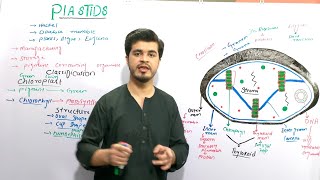 Plastids and its types  Chloroplast chromoplast and leucoplast  class 9 biology By najeeb kakar [upl. by Lingwood]