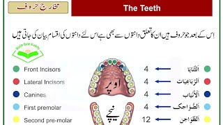 Danton k Name  The Name of The Teeth  Articulation Points Of Arabic  دانتوں کے نام [upl. by Riti]