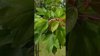 Acer Rubrum var Drummondii Red Maple nature primavera jardim bordo maple mapletree [upl. by Iak500]