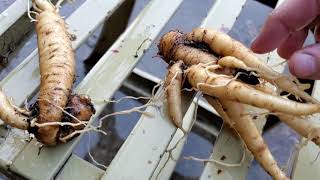 True Mandrake Roots  Grown from seeds Mandragora Turcomanica [upl. by Nitsraek203]