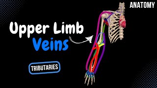 Veins of the Upper Limb Subclavian Axillary Superficial and Deep Veins  Anatomy [upl. by Aicertal]