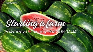 Watermelon 🍉 Farming in Makueni Part 6  Episode 14 [upl. by Betz352]