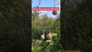 Nucleosome Model ScienceFunnyMemes ScienceMadeEasy shorts [upl. by Zimmermann]