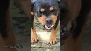 Dog barking at people rottweiler angrypuppy barkingsound rottweilerpuppy angrydog dogsound [upl. by Udela662]