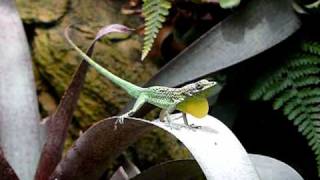 Anolis roquet summus droht [upl. by Sansbury787]