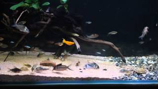 Corydoras tank [upl. by Yeffej]