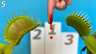 The Worlds Biggest Venus Flytraps Compete for a Drop of Blood  Event 5 [upl. by Notlad]