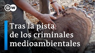 Asesinar por madera el brutal negocio de la mafia maderera  DW Documental [upl. by Kari600]