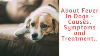 About Fever In Dogs  Causes Symptoms and Treatment [upl. by Utimer]