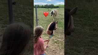 Even Living Horses Cant Resist the Charm of Hobby Horses ❤️ horse equestrian diy [upl. by Leynad]