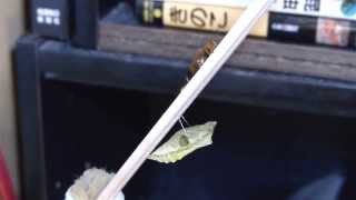 Parasitic Wasp Emerged from Common Yellow Swallowtail Chrysalis アゲハヒメバチ♂がキアゲハ帯蛹から羽化 [upl. by Garrott524]