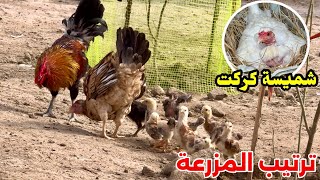 يومات الدجاج 🐔 ترقيد دجاجتين  فقرة اسئلة المتابعين [upl. by Urbanus676]