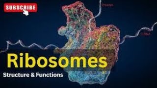 Ribosomes Structure and Function Lecture2 Part5 Biological World🐛🍀 [upl. by Nueovas]