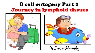 B cell ontogeny part 2 Journey in Lymphoid tissues Dr Iman Ahmedy [upl. by Ennoitna]