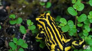 Southern Corroboree Frog call [upl. by Lenaj]