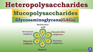 6 Heteropolysaccharides Glycosaminoglycans Carbohydrates Chemistry  Biochemistry [upl. by Haldas]