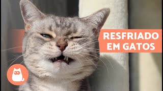 Cómo administrar suero subcutáneo a un gato [upl. by Rafferty]