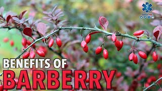 MAGNIFICENT BENEFITS OF BARBERRY [upl. by Electra]