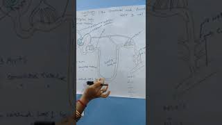 nephron structure 10th class lesson4 subtopic [upl. by Hoo748]