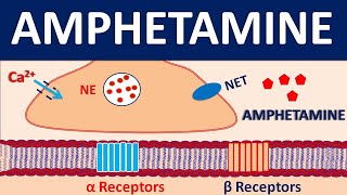 Amphetamine  For treatment of ADHD and Narcolepsy [upl. by Vasti]