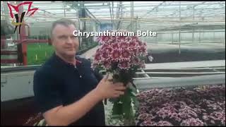 Hilverda De Boer  Van Wordragen Flowers Chrysanthemums grower visit [upl. by Kcireddor]