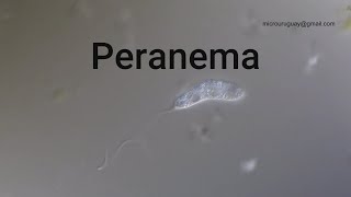 Peranema [upl. by Wernher316]