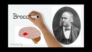 History of Neuropsychology Methods Taiwo [upl. by Ahtelat]