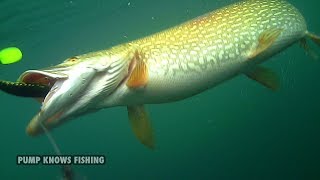 Big Pike Smashes Flatnose Shad  EJ LURES  Underwater Footage [upl. by Poliard]