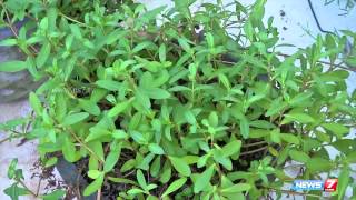 Yellow karisalankanni plant  Best herbal cure for Jaundice amp liver problems  Poovali  News7 [upl. by Maiah]