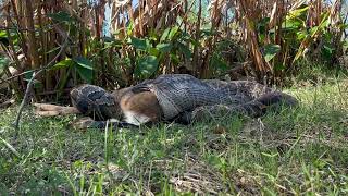 Conservancy Biologists See Invasive Burmese Python Consuming a Deer [upl. by Iznik860]