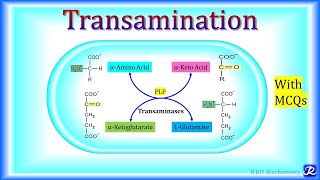 3 Transamination  Amino Acid Metabolism  Biochemistry  NJOY Biochemistry [upl. by Jahdal170]