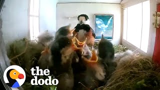 Bird Couple Makes The Most Amazing Home For Their Kids  The Dodo [upl. by Inalawi900]