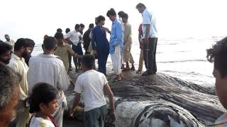 50 Ft FISH in Karachi SEA VIEW [upl. by Boggers]