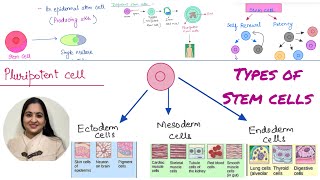 Types of stem cells Totipotent vs pluripotent vs multi potent vs oligopotent vs unipotent [upl. by Drusi]