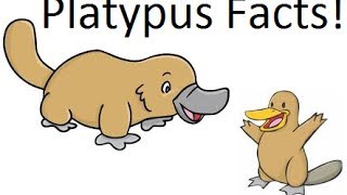 Platypus facts [upl. by Delgado]