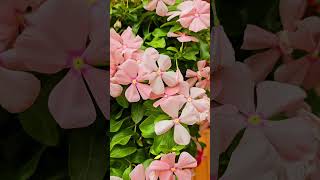 Rosy Periwinkle Catharanthus Roseus Victoria Park Finchley London August 2024 [upl. by Faruq744]