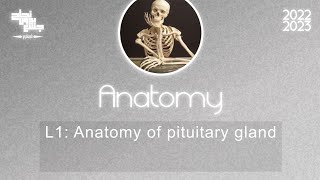 L1 Anatomy of pituitary gland Anatomy [upl. by Adnoraj]