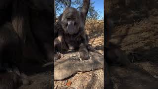 Fetter Affe in Afrika funny wird beim Essen geärgertlustiges Video tiere tiervideos tiervideo [upl. by Nihhi]