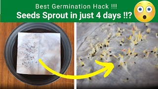 Best Seeds Germination Hack Tissue Paper Method Seed Germination  TrustBasket [upl. by Oilegor740]