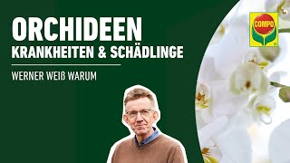 Orchideen  Krankheiten und Schädlinge erkennen [upl. by Eldwun741]