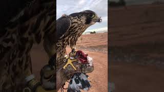 Feeding the peregrine falcon falconry falcon torrentfalcons [upl. by Airoled532]