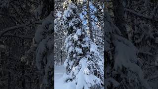 Snowshoeing in Jukkasjärvi Sweden [upl. by Chip]