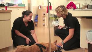 The Animal Emergency Center  Orlando FL  247 Veterinary Care [upl. by Ruffi395]