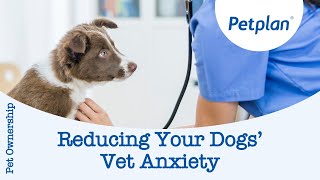 Reducing Your Dogs Vet Anxiety  Petplan [upl. by Lafleur]