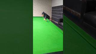 Snooker fails 😆😂trending funny snooker [upl. by Harlan183]