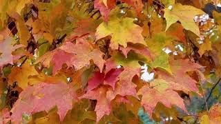 Morton Arboretum Fall Colors October 31 2021 [upl. by Convery543]