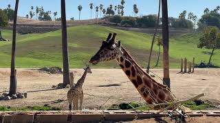 Giraffe eating at San Diego Safari Park [upl. by Sigfrid]