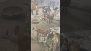 Rs kahalgaon goat farm nimoniya ka ilaaj baccha [upl. by Kamila]