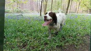 Hoddesdon Woods Trail Run with Buddy [upl. by Jopa9]