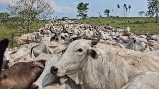 1000 CABEÇAS DE GADO NO ESTRADÃO😱 [upl. by Bautram]